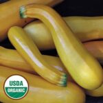 Golden Zucchini Squash