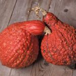 Golden Hubbard Squash