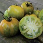 Green Zebra Tomato