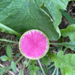 Watermelon Radish
