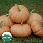 Long Island Cheese Squash