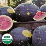 Moon & Stars (Van Doren) Watermelon