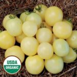 White Cherry Tomato