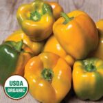 Quadrato Asti Giallo Pepper