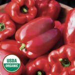 King of the North Pepper