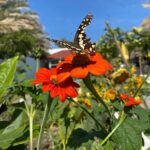 Torch “Mexican” Sunflower