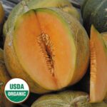 Petit Gris de Rennes Melon