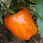 Orange Bell Pepper