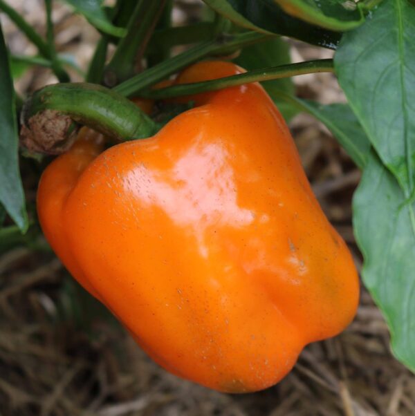 ⁦Orange Bell Pepper⁩ - الصورة ⁦1⁩