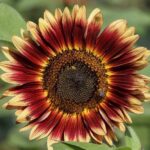 Indian Blanket Sunflower