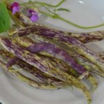 Dragon's Tongue Bean