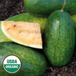 Sweet Siberian Watermelon