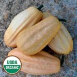 Fordhook Acorn Squash