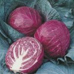 Red cabbage. Late