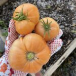 Dr. Wyche's Yellow Tomato