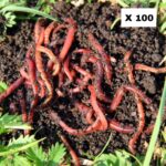 Earth worms X100 PCS