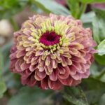 Queen Lime Red Zinnia