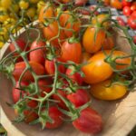 Artisan Tiger Stripes Blend Cherry Tomato