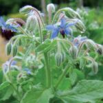 Borage