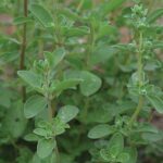 Sweet Marjoram