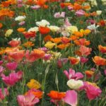 California Poppy - Mission Bells Mix