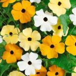 Black Eyed Susan - Vine Mix