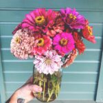 Giant Dahlia flowered Zinnia