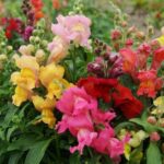 Snapdragon- Magic Carpet Mix
