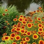 “ gaillardia aristata” Blanket Flower