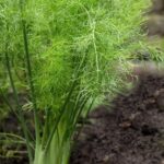 Fennel