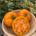 Golden Jubilee tomatoe