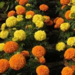 Giant Yellow & Orange Marigold F1