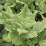 NeawZealand Spinach