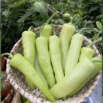 Sweet banana peppers