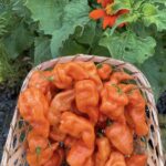 Sweet Habanada peppers