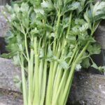 Tall Utah Celery