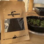 purslane microgreens