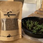 Dill microgreens