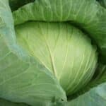 Early Flat Dutch Cabbage