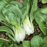 Shanghai Green Pak Choi