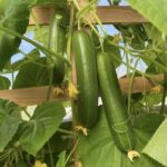 Kate 306 F1 cucumber
