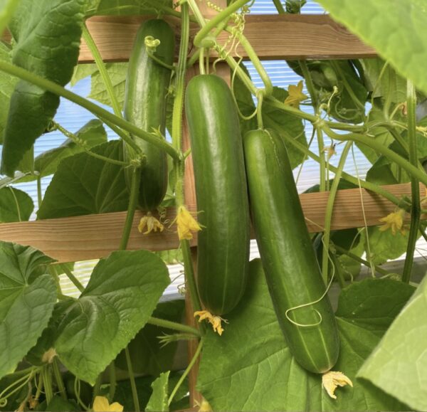⁦Kate 306 F1 cucumber⁩ - الصورة ⁦1⁩