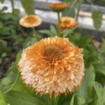 Pink Surprise Calendula