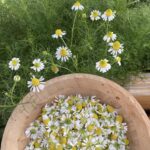 German Chamomile