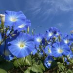 Heavenly Blue/ morning glory