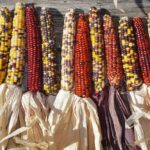 Rainbow Mix Corn
