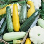 Melody Blend- Summer Squash