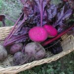 Bulls blood beet