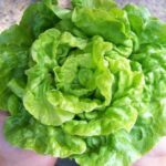 "Tom Thumb" Lettuce