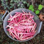 Taylor Dwarf Horticultural